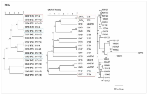 PFGE 및 wgMLST 유전적 상동성 비교