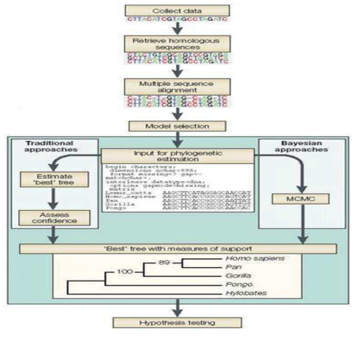 Phylogenetic inference process *Ref. 병원체자원정보 표준화 및 자원정보시스템 중장기 전략 수립, 학술연구용역과제(2013)