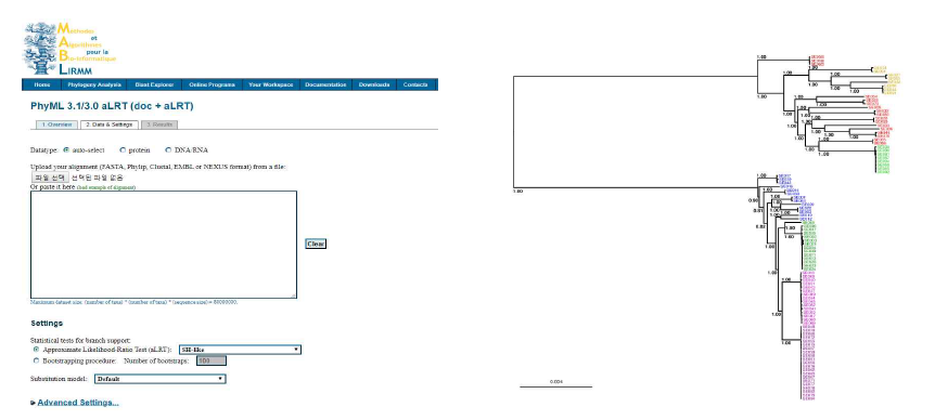 PhyML 3.0 프로그램 및 결과 예시
