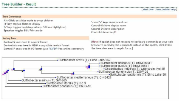 RDP-Tree Builder의 Phylogenetic tree