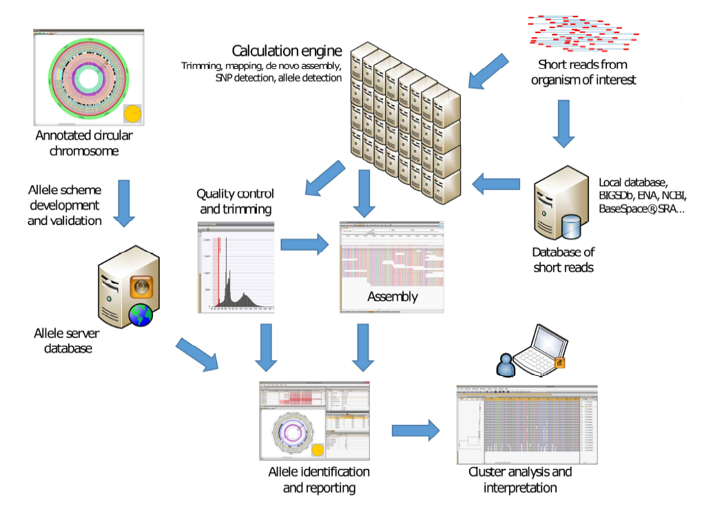 The wgMLST worklflow with BioNumerics software