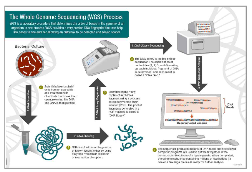 Whole genome sequencing 시험 절차 *Ref. The Whole Genome Sequencing(WGS) Process, CDC