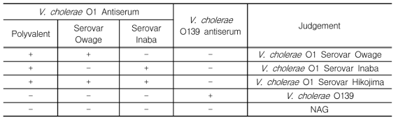 V. cholerae 혈청형 판정표