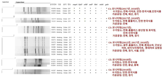 C. jejuni의 동일 그룹간의 특징