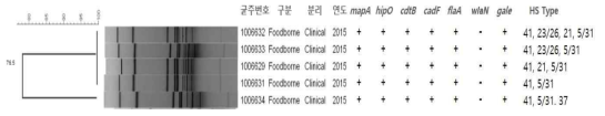 식중독 사고 분리 균주의 PFGE 유전적 상동성