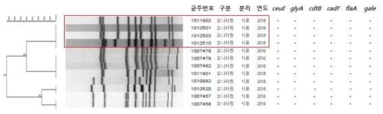 닭고기에서 분리한 균주들의 PFGE 유전적 상동성