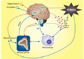 스트레스와 사이토카인 [출처: Front Cell Neurosci 9:1-12, 2015]