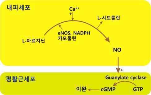 NO(Nitric Oxide, 산화질소) 합성 경로