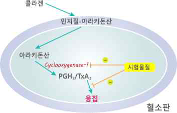 혈액응고에서 TXA2 작용억제