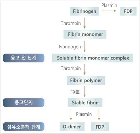 섬유소 단량체의 생성과 분해