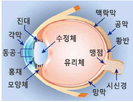 눈의 구조 및 명칭