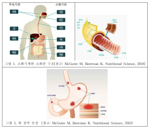 소화기능-28. 그림 보충