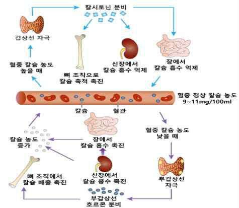 칼슘 항상성 조절기전