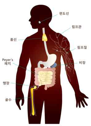 인체의 면역계 [출처: ILSI Europe Concise Monograph Series 2nd ed., 1-30, 2011]