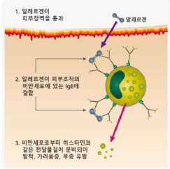 IgE에 의한 면역과민반응 발생 과정 (출처: Clin Dev Immunol 2013:968549, 2013)