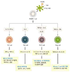미접촉 T cell의 분화 (출처: Clin Dev Immunol 2013:968549, 2013)