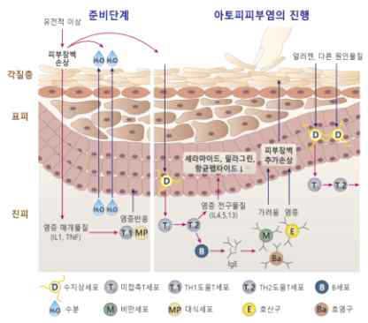 피부장벽 기능이상으로 인한 건조피부 발생기전 (출처: http://www.epiceram.ca/)