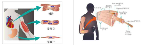근육의 형태 [출처: 근육학 쉽게 공부하기, 2018]
