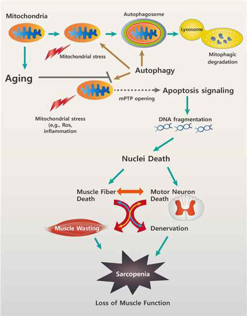 Mitochondrial-regulated sarcopenia [출처: Exercise and sport sciences reviews, 2017]