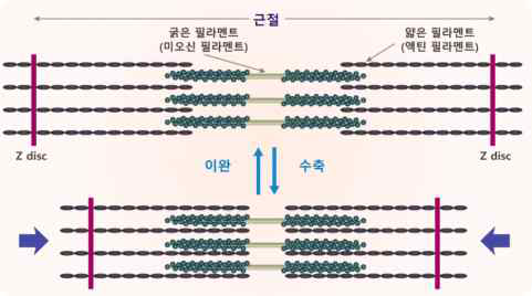 근원섬유의 구조 [출처: 스포츠영양학, 라이프사이언스, 2012 ]