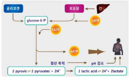 해당과정 시스템을 통한 ATP 생성 [출처: Physiology, Masaryk University, Brno 2012]