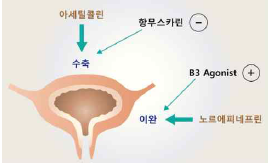 방광의 수축과 이완에 관여하는 수용체