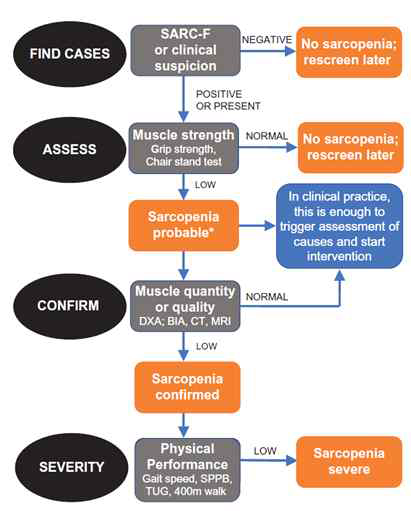 근감소증 진단 알고리즘