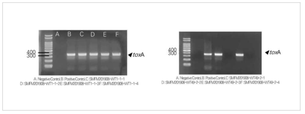 녹농균 분리균주에 대한 toxA 유전자 확인