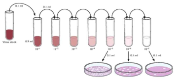 Plaque assay 모식도