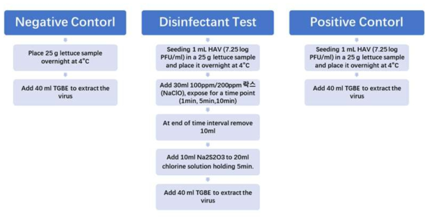 양상추에서 A형 간염바이러스 염소처리(락스) 실험 방법