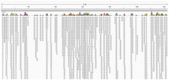 Pestivirus A 참조 유전체 서열(LC068604)에 리드 mapping한 결과