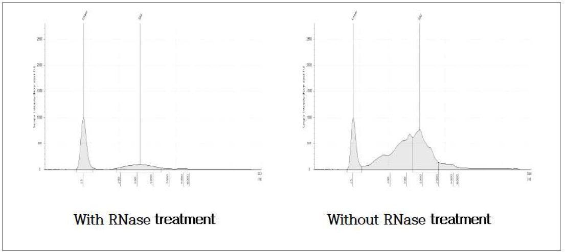 BPIV3 시료의 TapeStation HS RNA Screen Tape 분석 결과