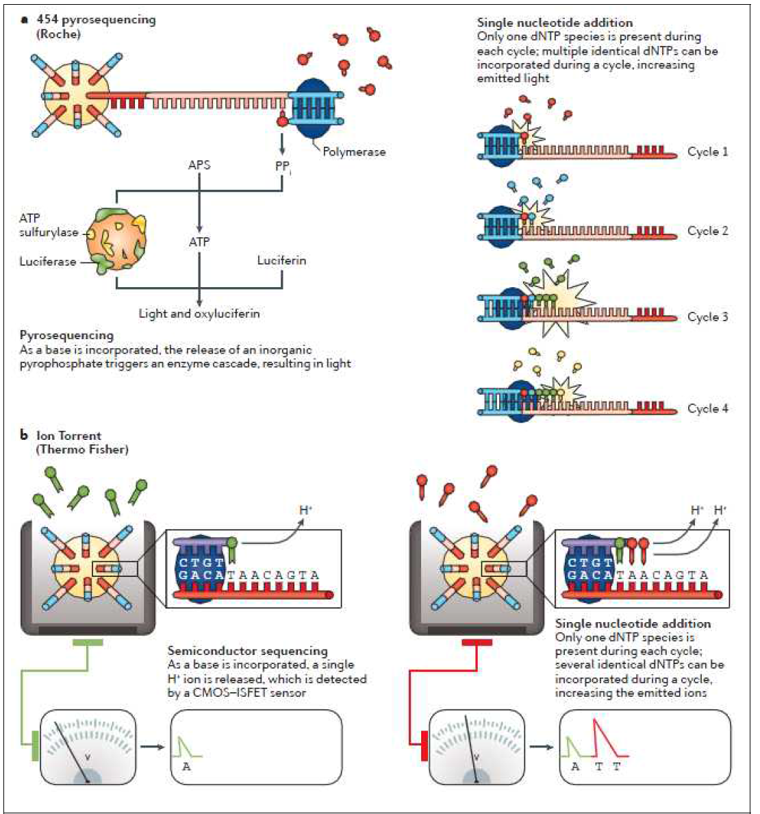 Sequencing by synthesis: single-nucleotide addition approaches 출처: Nature Reviews Genetics 2016