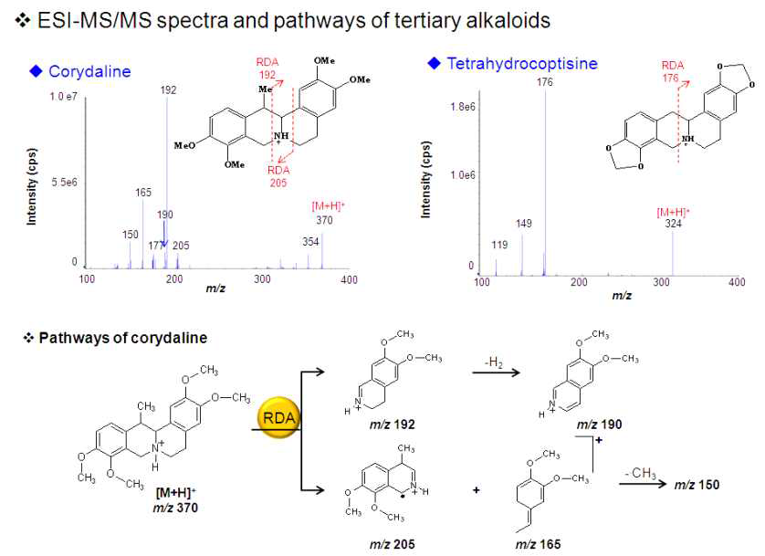 tertiary 알칼로이드의 ESI-MS/MS spectra와 fragmentation pathways