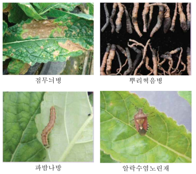 생약(지황) 재배 중 발생하는 병해충 예시