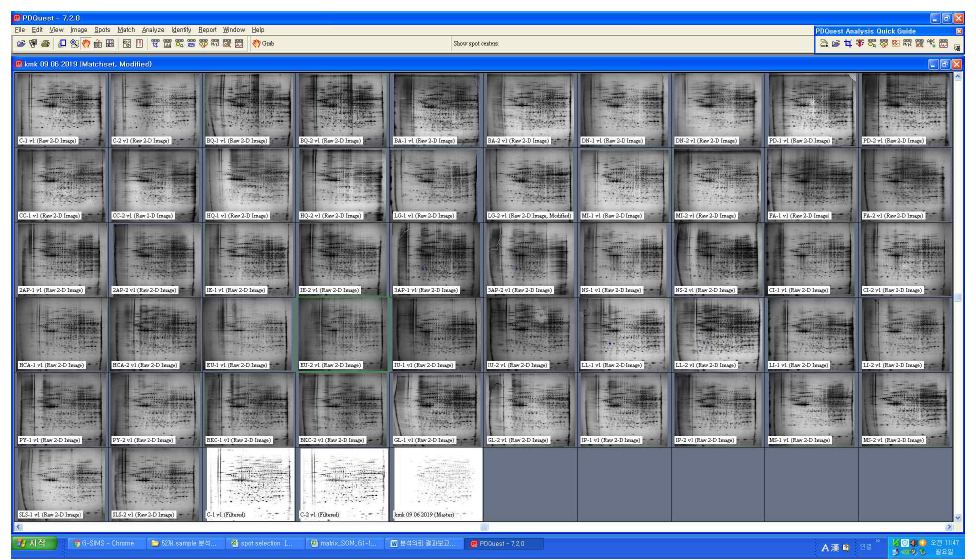 각 물질의 2DE 결과 전체 이미지 (총 52회)
