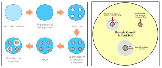 paper disc diffusion 시험법 순서 및 inhibition zone (mm) 측정법