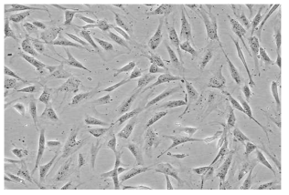 마우스 유래 섬유아세포 (NIH3T3 cells)