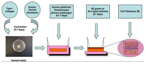 Artificial 3-dimensional Human Skin Equivalent