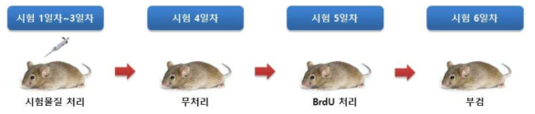 LLNA-BrdU:FCM의 동물실험 수행 과정