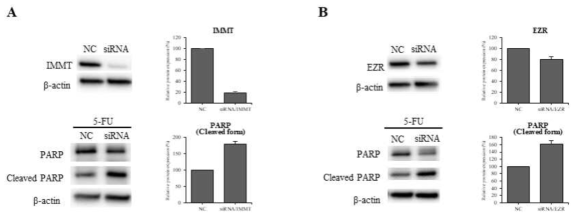 EZR(A)과 IMMT(B)의 siRNA 처리에 의한 단백질 발현 결과
