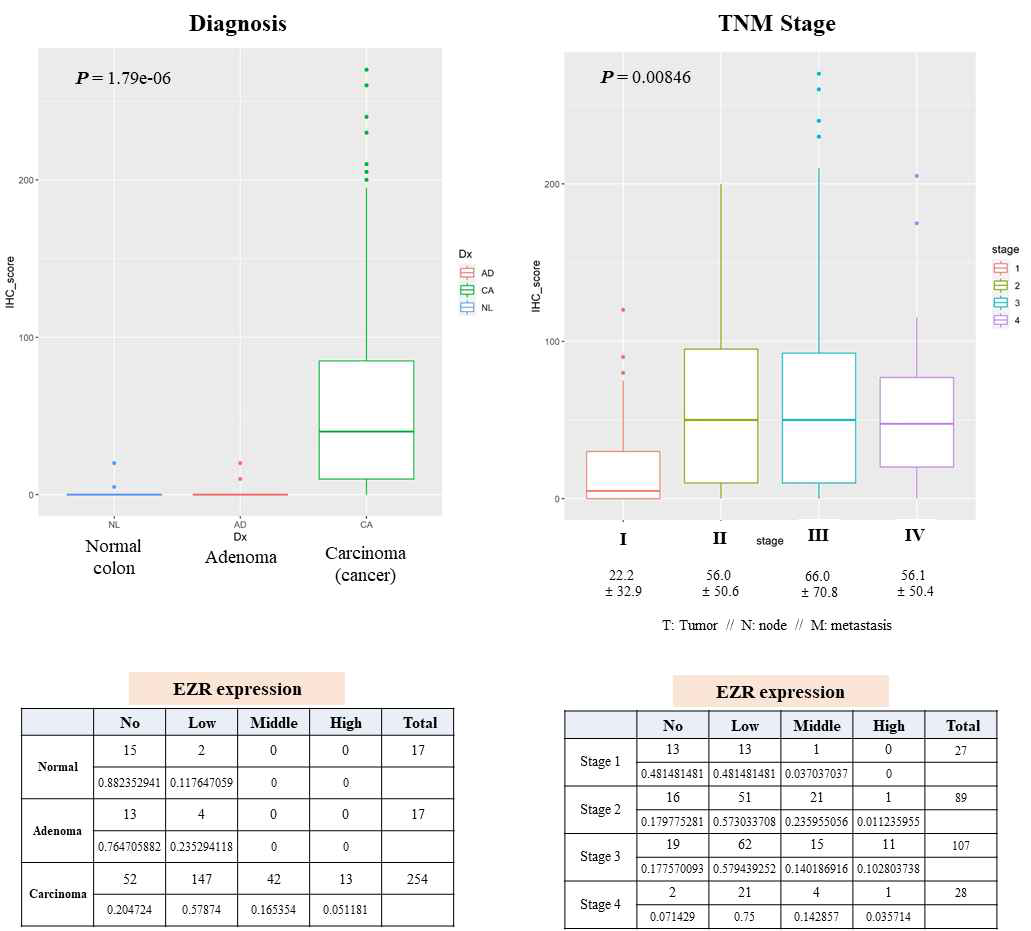 IHC 결과 기반 EZR 발현과 clinical diagnosis 및 stage의 상관관계 분석