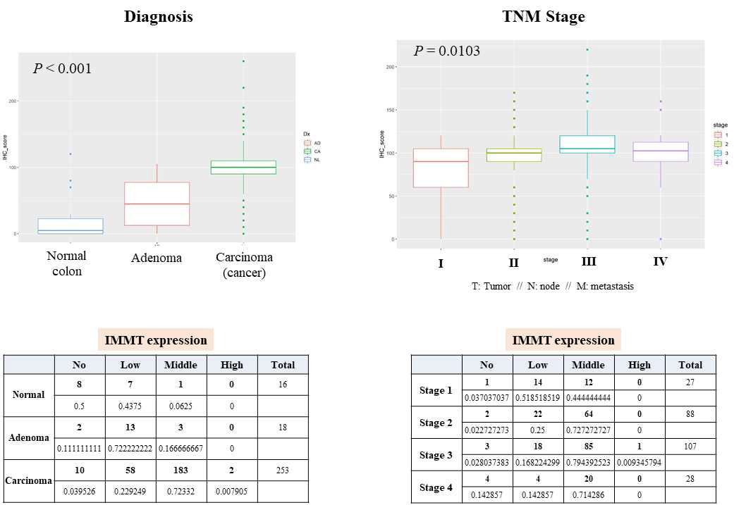 IHC 결과 기반 IMMT 발현과 clinical diagnosis 및 stage의 상관관계 분석