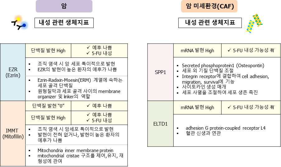 암과 암 미세환경의 항암제(5-FU) 내성 생체지표 발굴 내용 정리