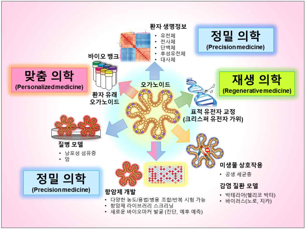 오가노이드 모델의 연구 및 임상적 활용 잠재성 (출처: BRIC View 2018-T05)