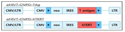 T antigen 및 hTERT 삽입을 위한 plasmid vector 정보