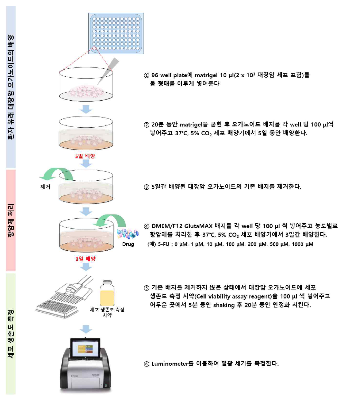 환자 유래 대장암 오가노이드를 이용한 항암제 내성 평가 방법