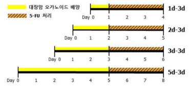 항암제 내성 평가 방법 확립을 위해 약물 처리 전 대장암 오가노이드의 배양 시간을 다르게 설정한 실험 조건