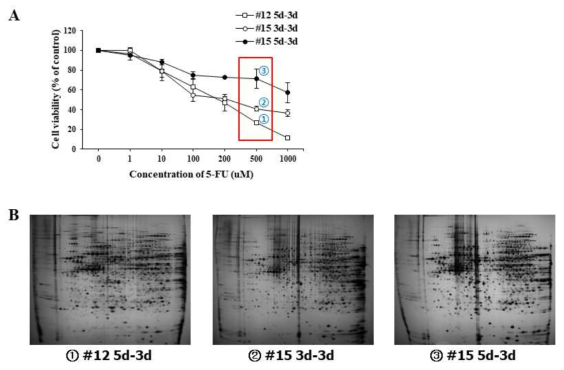 5-FU 민감도 차이에 따른 대장암 오가노이드의 단백질 발현 비교. 2차원 전기영동 분석에 사용한 3가지 대장암 오가노이드 시료의 5-FU 세포독성 결과(A)와 2차원 전기영동 이미지(B)