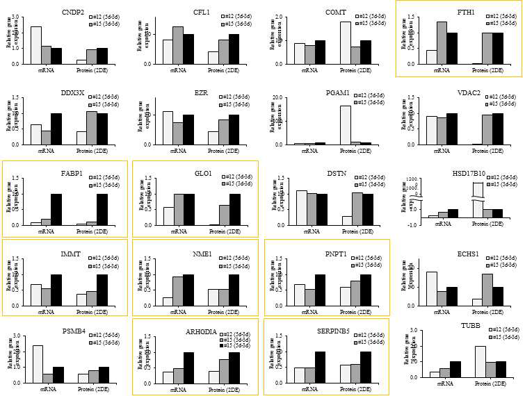 단백질체 분석을 통해 선별된 단백질들의 mRNA 발현과 2DE 상의 단백질 발현 패턴 비교 결과